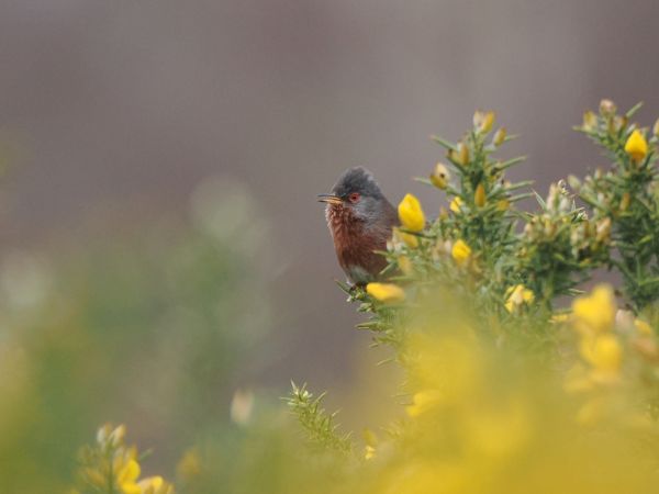 Dartford Warbler